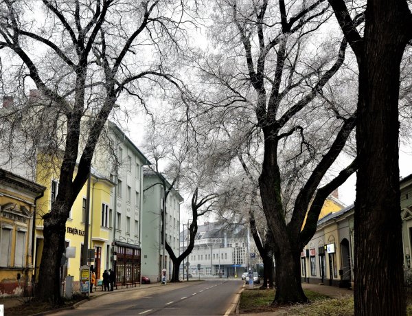 Meseszép! Zúzmara borítja a fákat Nyíregyházán! Fotókon a város!