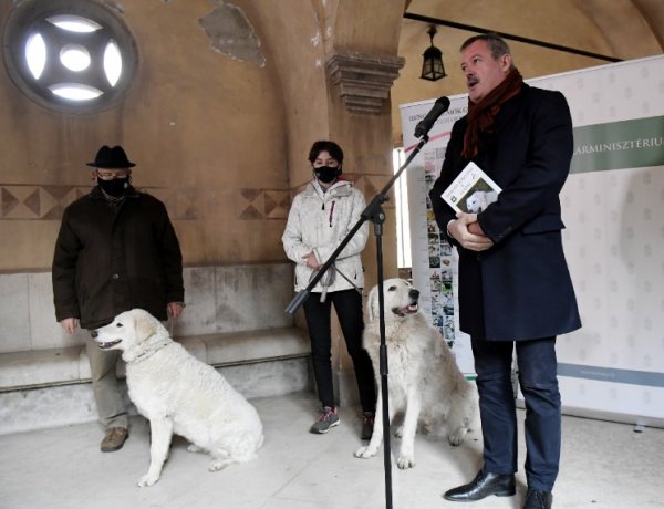 Ingyenessé tette a kormány a kuvasz törzskönyvezését        