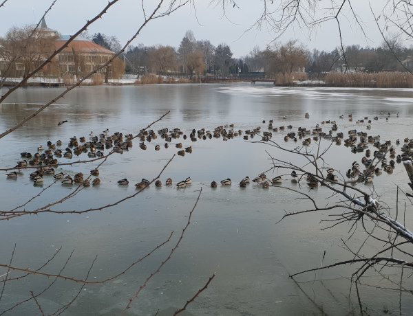 Látványos kacsakör a jégen, a fagyba dermedt Sóstói télben  
