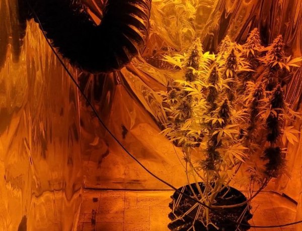 Nincs tovább termesztés Nyírmeggyesen, felszámolták az illegális kertészetet