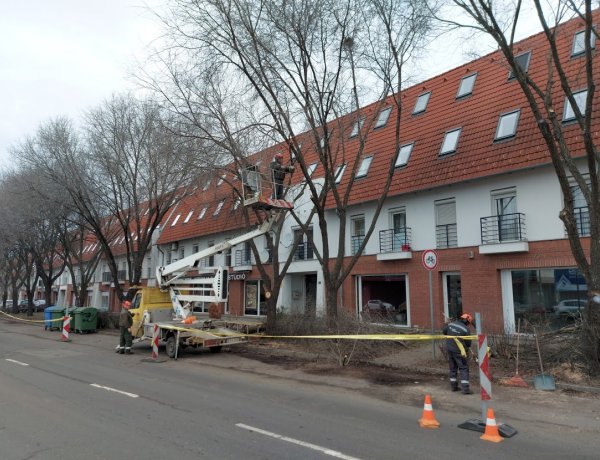 Befejezte a faápolási munkálatok végzését a városüzemeltető társaság a Szegfű utcán