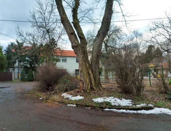 Favágási munkák az Ifjúság utcán, hétfőn ne parkoljanak az érintett szakaszon