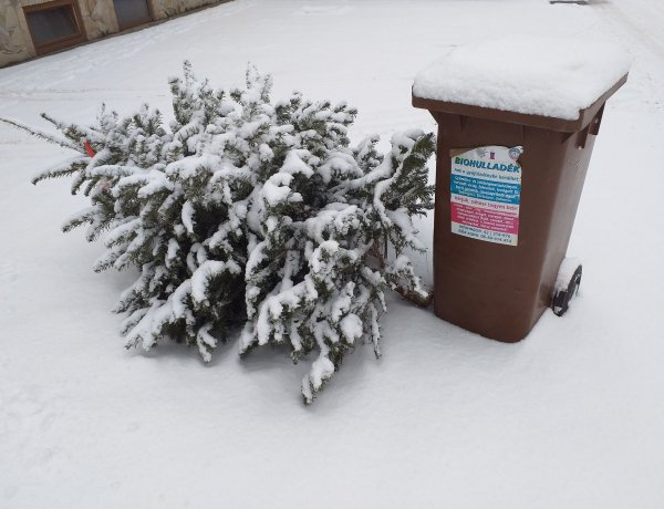 Hatvanezer karácsonyfát dobtak ki Nyíregyházán - Komposzt lesz belőlük