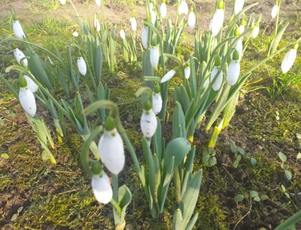 Már nyílnak a hóvirágok! Egy szál virág természetvédelmi értéke 10.000 Ft!
