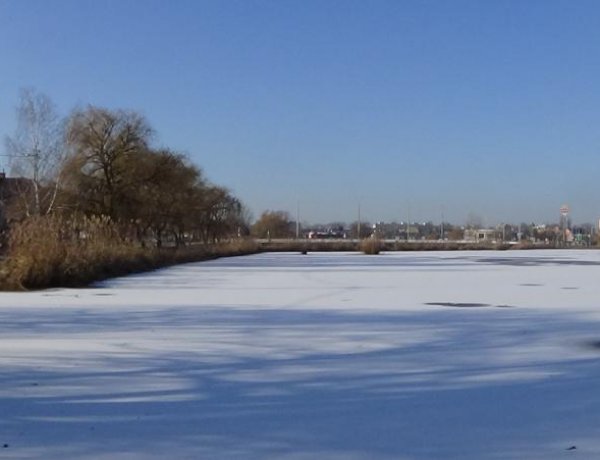 A NYÍRVV megbízásából a hét elejétől megkezdték a Bujtosi Városliget területén a nádvágást