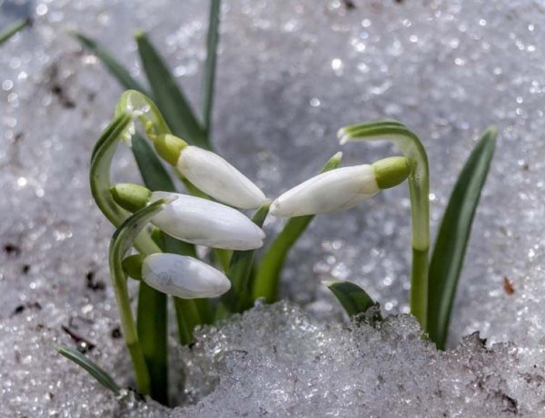 Dávid Mihály szerint enyhe lesz a február, és a tavasz is kellemesnek ígérkezik