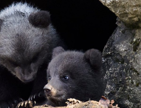Mikor jön a tavasz? Ma kell figyelnünk a medvék barlangjait             
