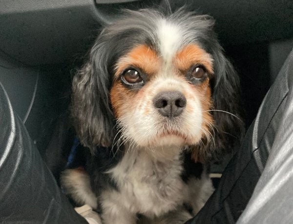 Keresik! Február elsején szökött el otthonról Poci, a tricolor színű törpe spániel