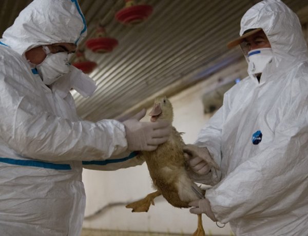 Ismét megjelent a madárinfluenza Magyarországon - Emberre nem veszélyes