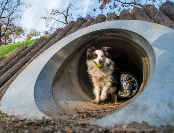 Online kérdőív az állatok jólétéért                                           