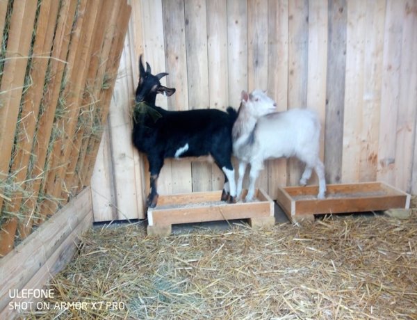Állatsimogatót alakítottak ki a Szabó Lőrinc Tagintézményben!