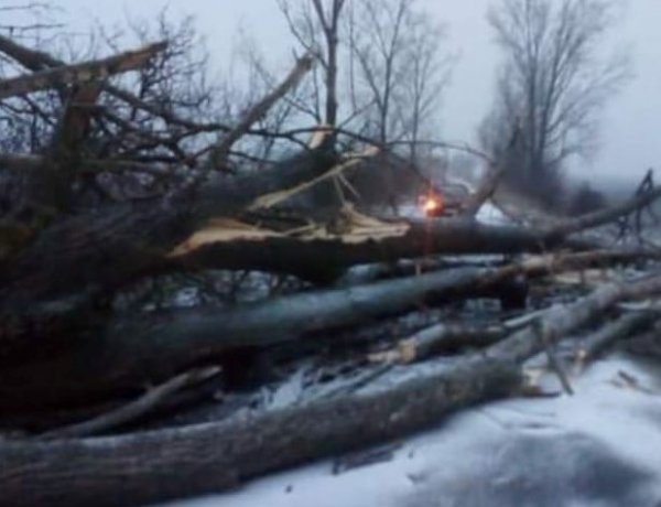 Viharos szél, kidőlt fák – Rengeteg hívás érkezett a katasztrófavédelemhez