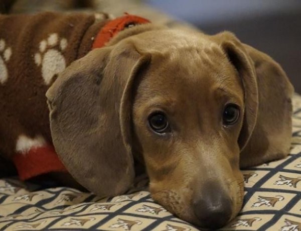 Több mint százezren már kitöltötték az állatvédelemről szóló kérdőívet