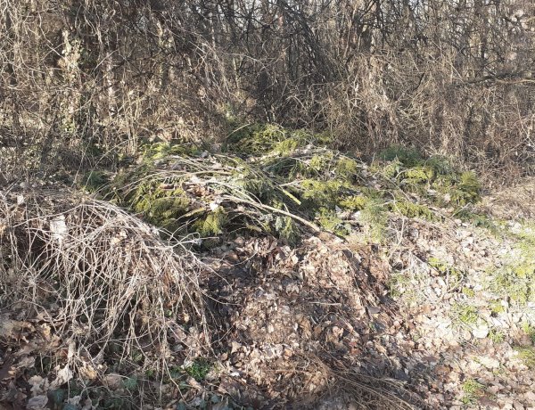 Szokatlan feladatok a Nyíregyházi Erdészetnél               