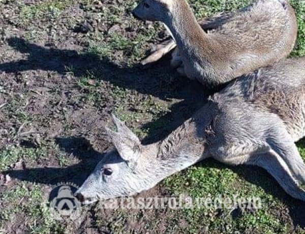 Őzeket mentettek a rakamazi önkéntes tűzoltók!              