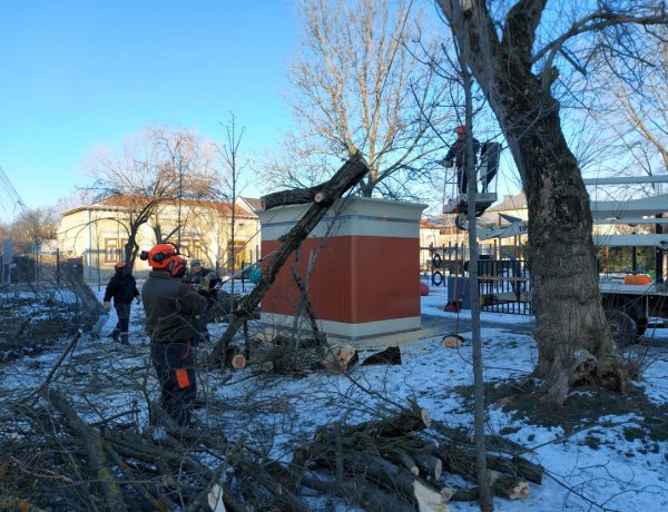 Favágási, ápolási munkálatokat végeztek a NYÍRVV munkatársai a Benczúr téren