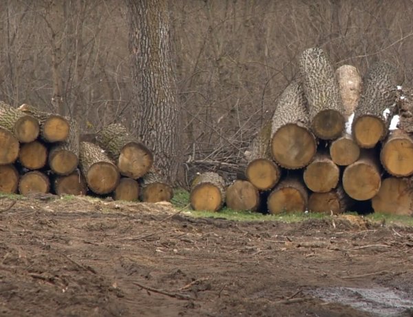 Az elmúlt fél év szeszélyes időjárása miatt sok feladattal csúsztak a Nyírségi Erdészetben