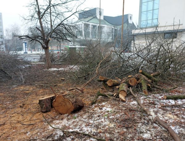 Favágási munkálatokat végeztek a NYÍRVV munkatársai a Tavasz utcán