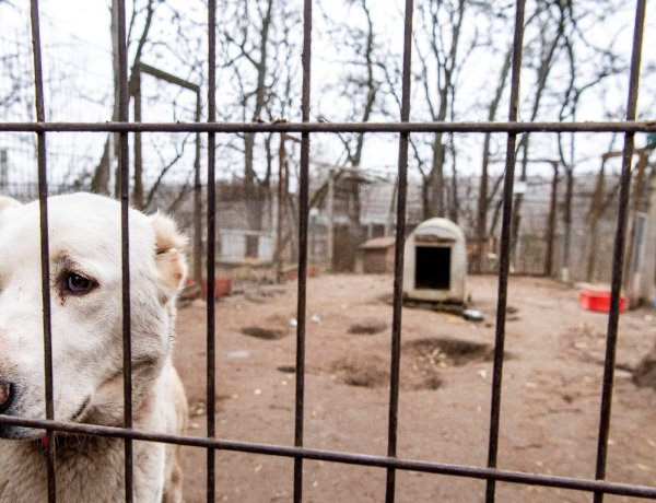 200 ezren töltötték ki az állatvédelmi kérdőívet              