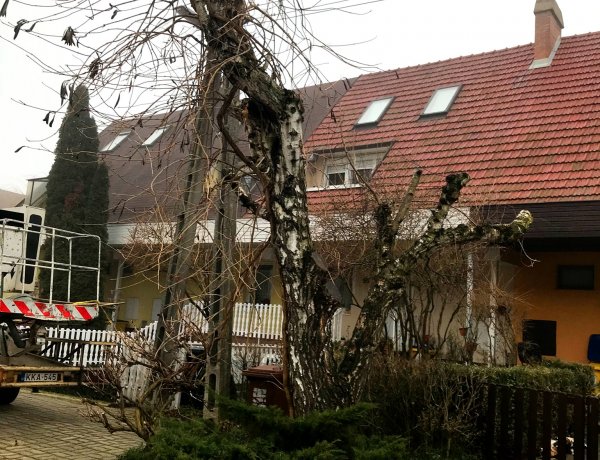 Évi több száz bejelentés veszélyes fák miatt  - Először kivizsgálják a problémát