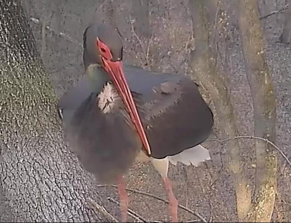 Nem csak a tavasz, az első fekete gólya is megérkezett       