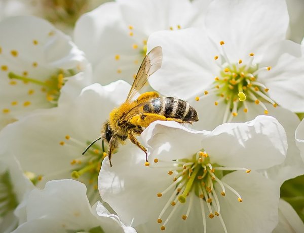 A Jósa András Múzeum online programja a Beporzók napján, március 6-án