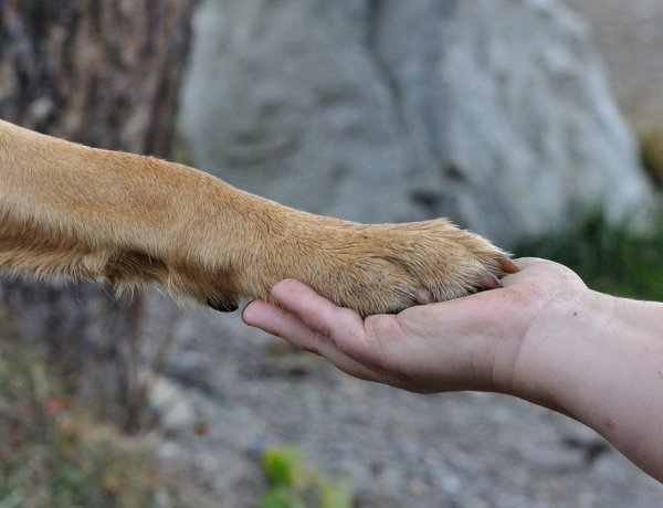 Már több mint 230 ezren töltötték ki a kormány állatvédelemről szóló online kérdőívét