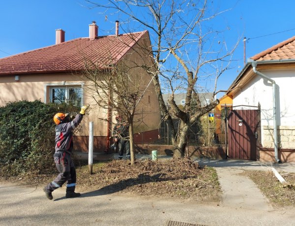 Favágási, faápolási munkát végeznek főkertészi utasítás alapján a Mikszáth Kálmán utcán