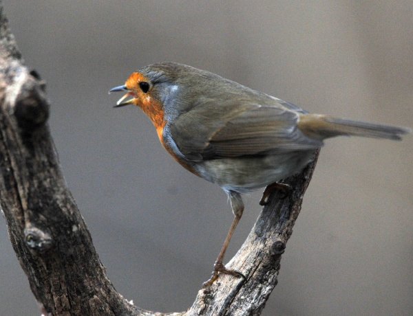Hogyan csalogassuk kertünkbe csiripelő barátainkat?                 