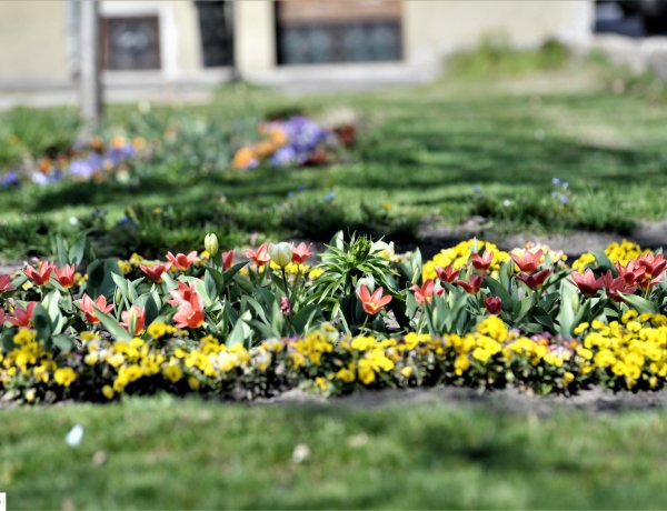 Idén is meghirdetik a Szomszéd fűje mindig zöldebb! városszépítő akciót