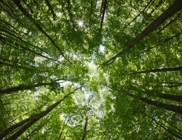 Faápolási munkák a Sóstói-erdőben                                 