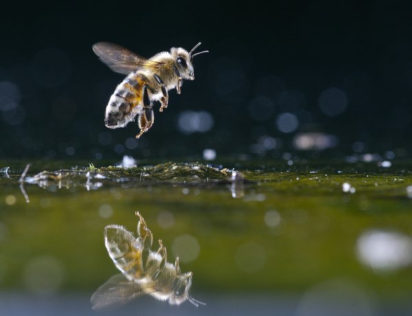 Koncert és a darazsak – Szombati ajánló                      