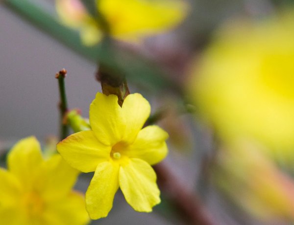 Nincs nőnap virágboltok nélkül                              