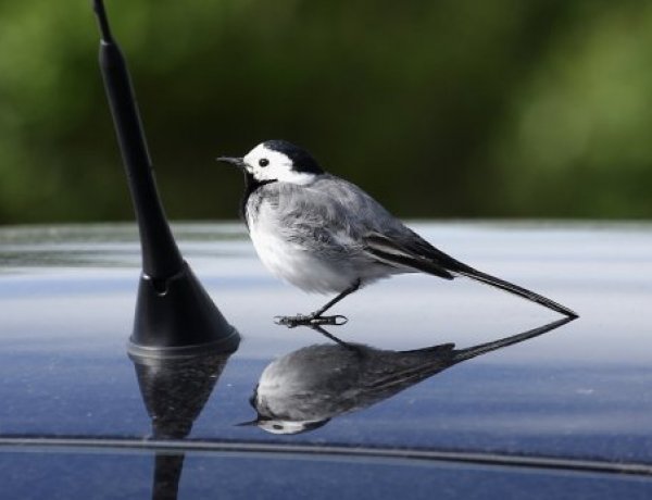 Beköszöntött az ablakokat, autókat „támadó" madarak szezonja is, de a probléma kezelhető