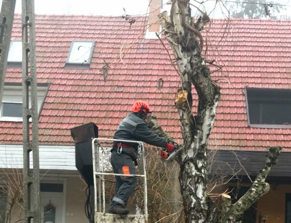 Faápolási munkálatokat végez a NYÍRVV a Sarló utcán március 10-én