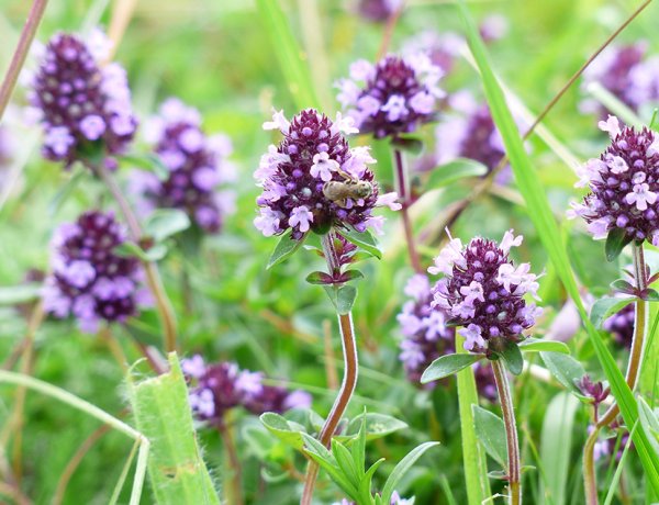Immunerősítés gyógynövényekkel kora tavasszal - online előadás 