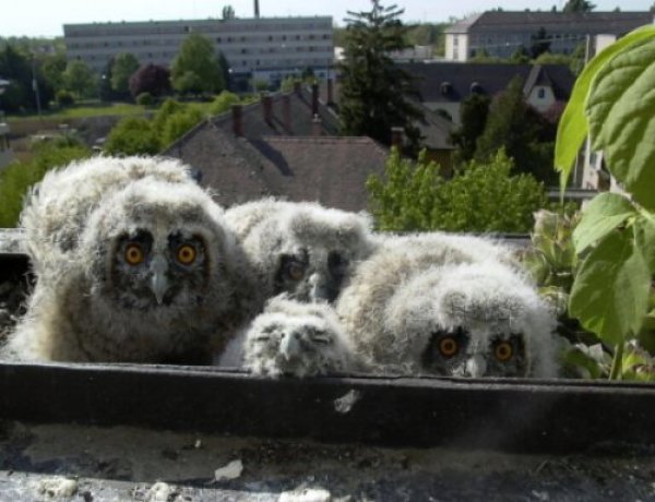 A lakossággal a fészkelő baglyok nyomában - erdei fülesbagoly