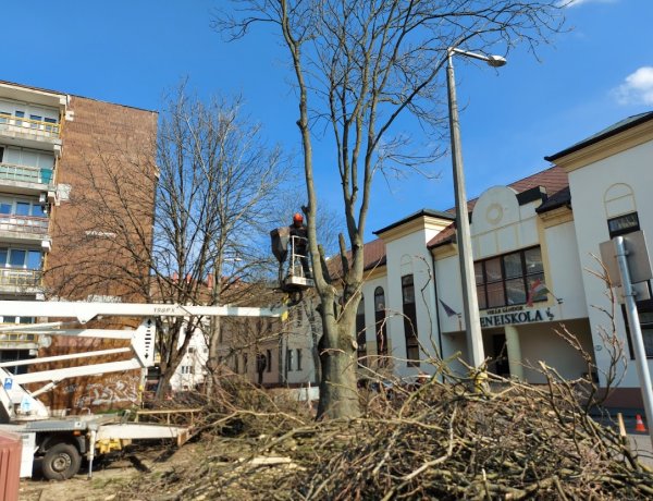 Favágási, faápolási munkát végeztek csütörtök reggel a Kürt utcán