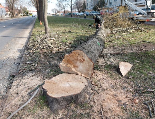 Kivágtak egy fát a Család utcán, a munkálatok alatt forgalomkorlátozás volt érvényben