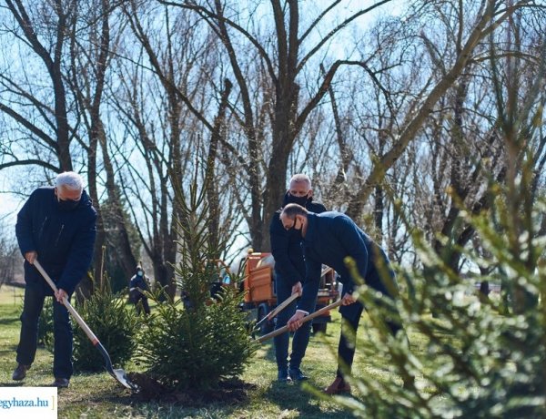 Ültess egy karácsonyfát! – 34 darab gyökeres fenyőt ültettek el a Bujtosi Városligetben