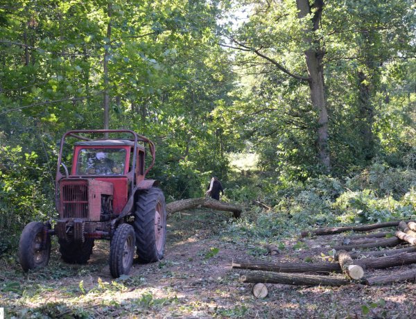 Munkavégzés kezdődik a Sóstói-erdőben                                