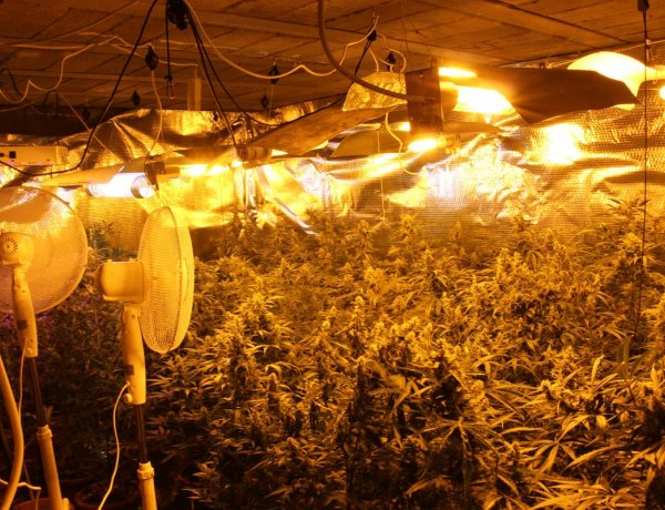 Vadkender ültetvényt számoltak fel a nyíregyházi nyomozók   