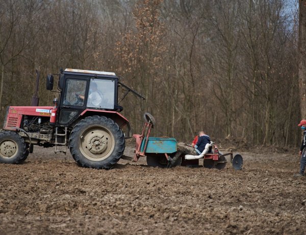 Erdőfelújítás Sóstón – Több ezer kocsányos tölgyet ültetett a Nyírerdő Zrt.