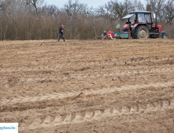 Bővül az erdősültség Nyíregyházán                                                  