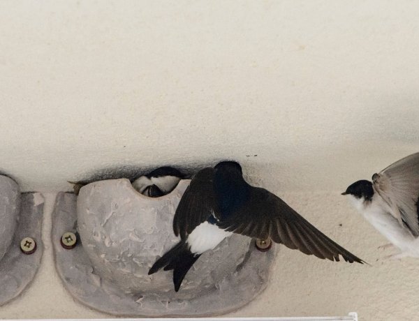 Az elmúlt egy évtizedben a fecskék állománya a felére csökkent