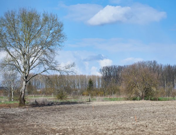 Új erdőrész Nyíregyházán – Több ezer fát ültetnek el az Igrice-mocsár mellett