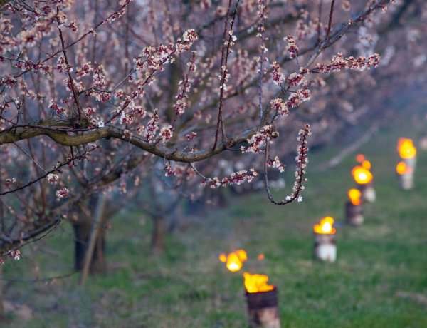 Veszélyben a kajszitermés a hajnali fagyok miatt                     