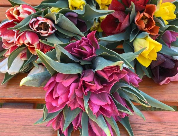 Varázslatos tulipánmező Nyíregyháza határában: 7000 tő várja a jó időt!