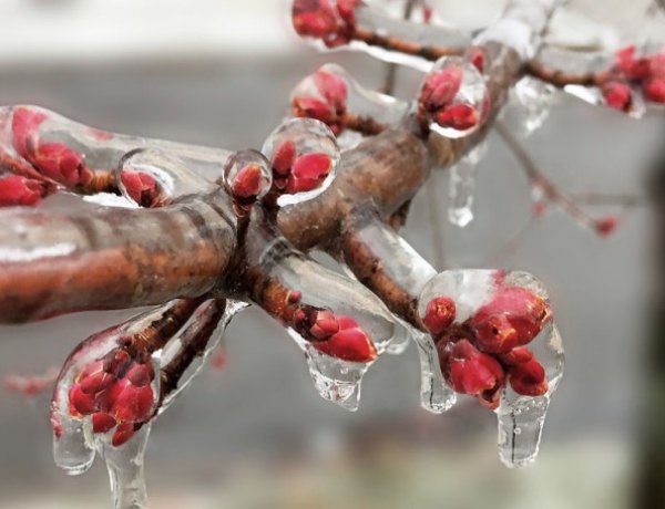 Védelem a fagy ellen – Komoly károkat még nem okozott idén az időjárás