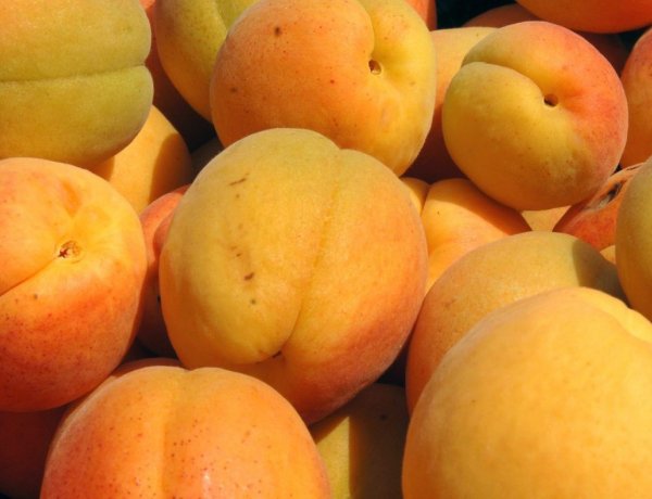 Elvitte a fagy a kajszitermés nagy részét                   